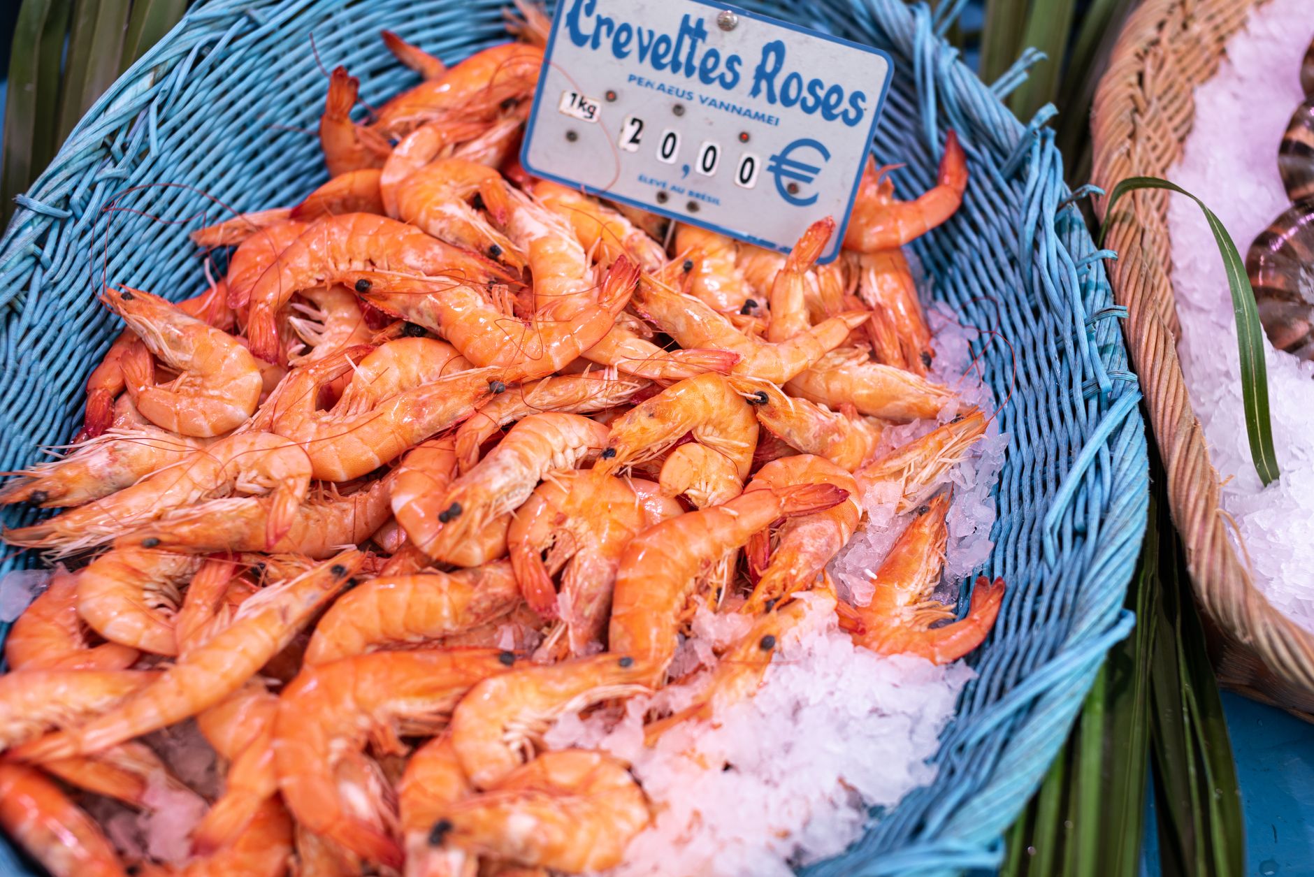 Comment réussir sa pêche aux crevettes en Baie de Somme ?