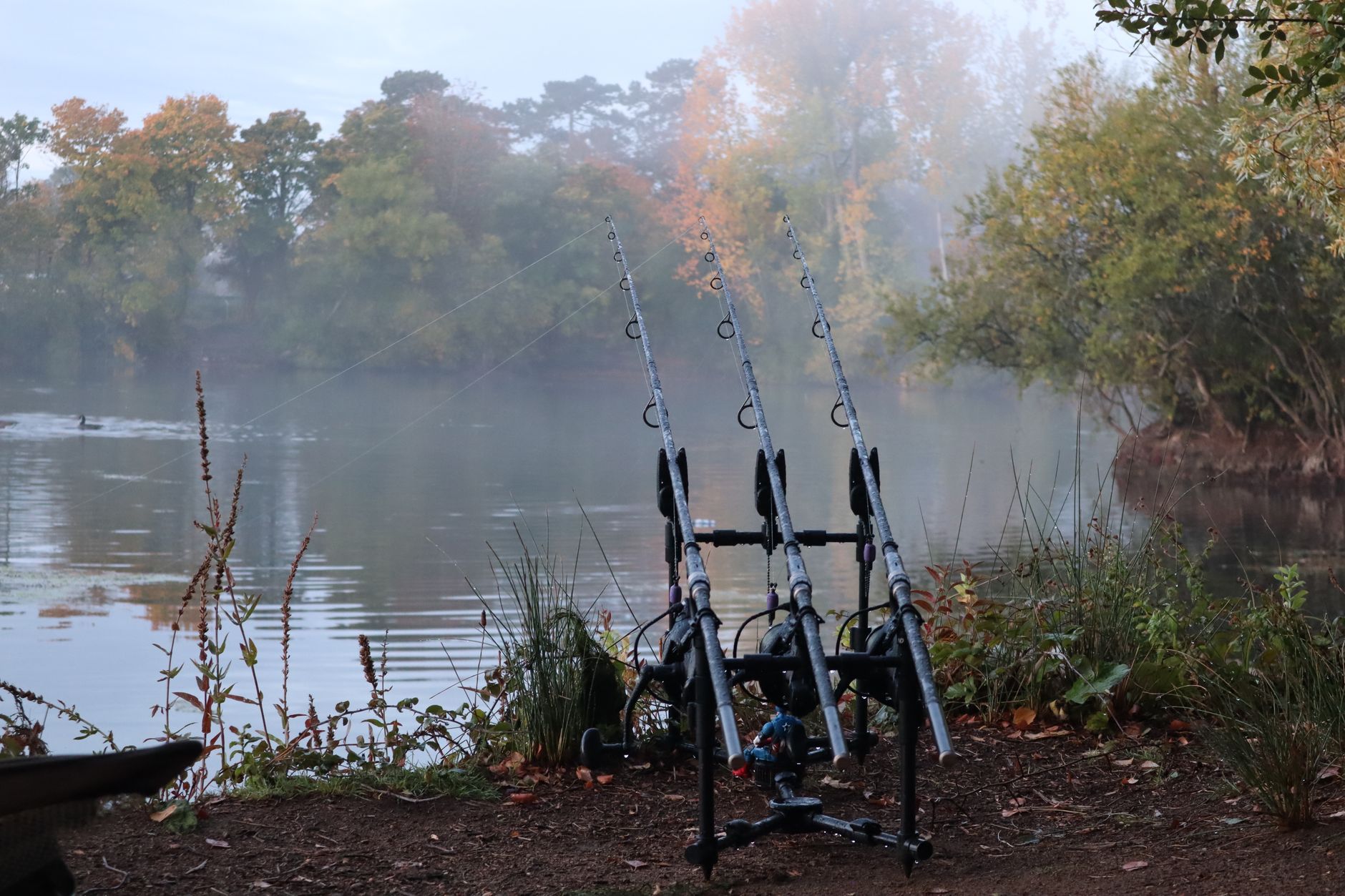 L'Automne Approche : Comment Maximiser Votre Pêche à la Carpe ?