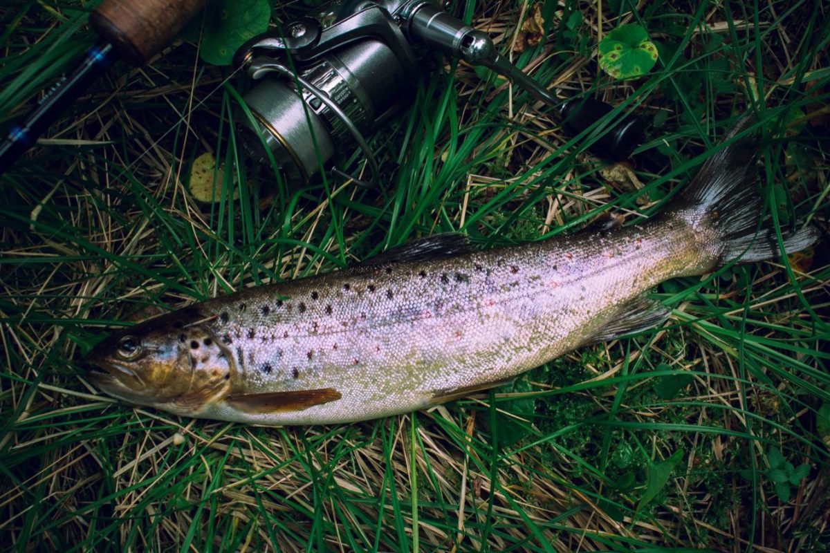 Moulinets légers pour pêche à la truite en ultra‑léger