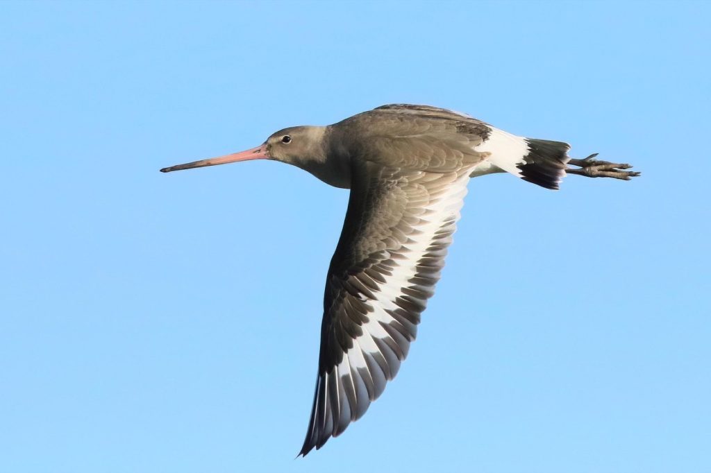 Simms ou Patagonia : choisir des waders de terrain