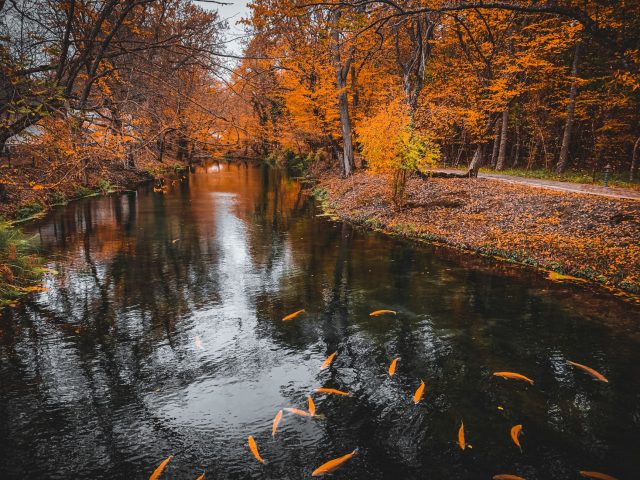 L’automne, la saison de tous les carnassiers en Lorraine : découvrez pourquoi !